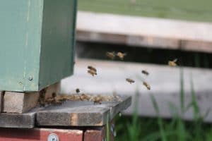 Mehiläisenhoitoa