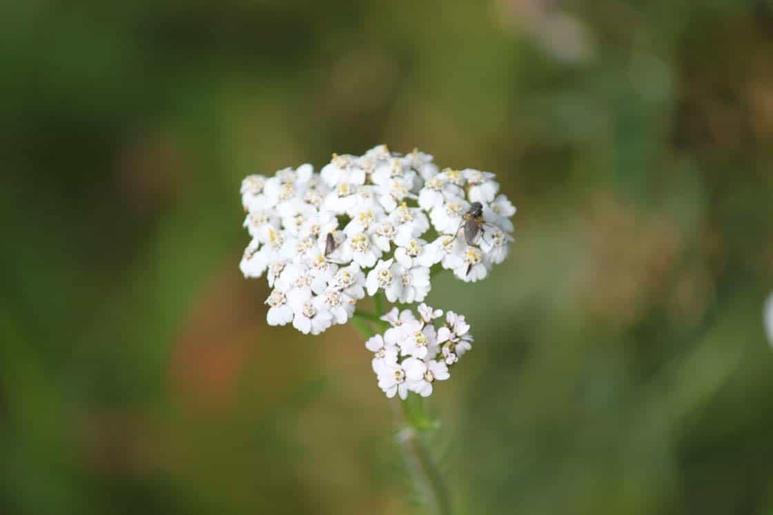 Siankärsämö
