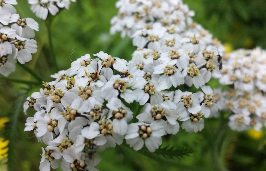 Siankärsämö