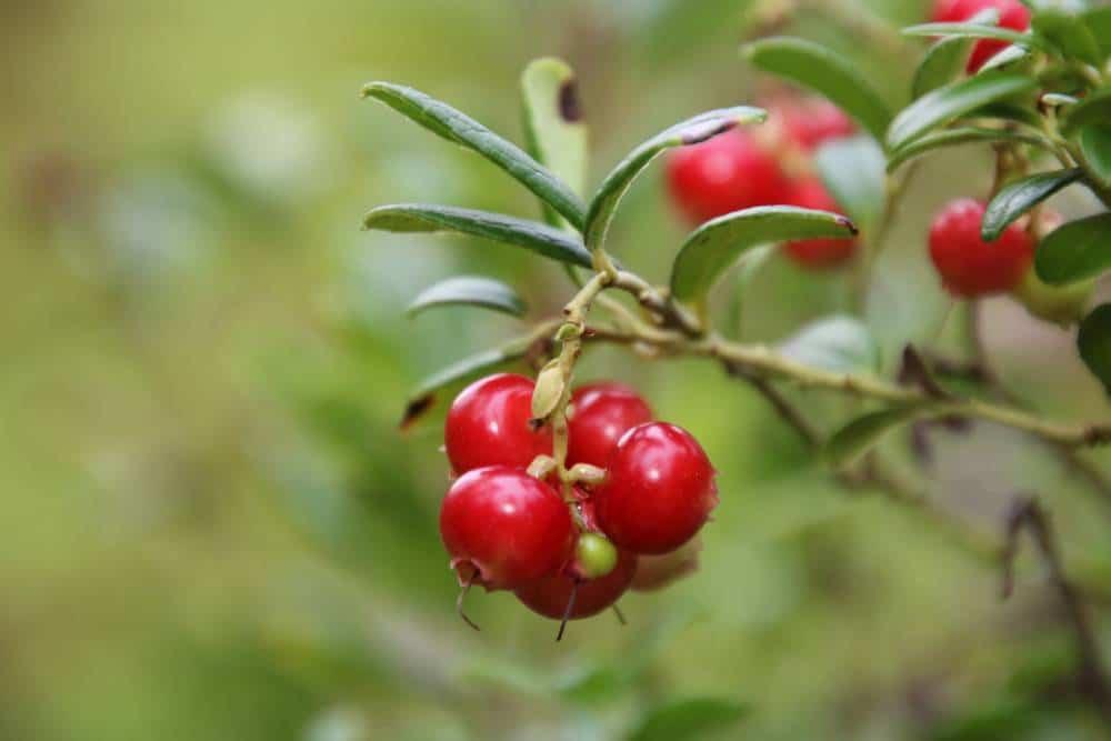 Puolukan keräys