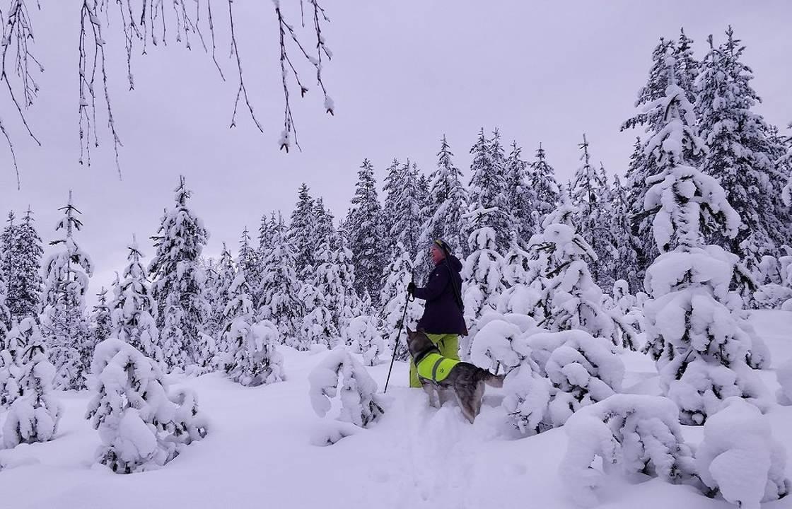 Metsällä ansaitseminen