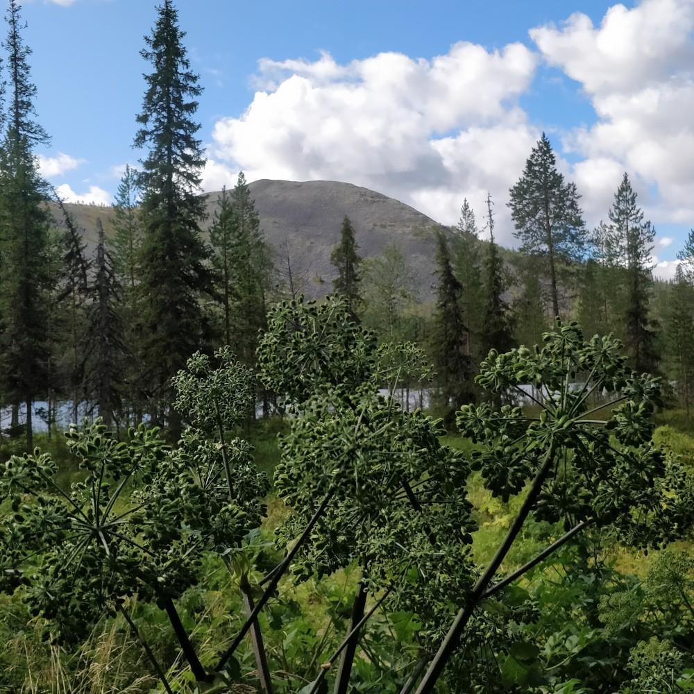 Väinönputki Ylläksellä, Kesänkijärvi